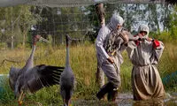 حفاظت از درناهای نادر در تایلند