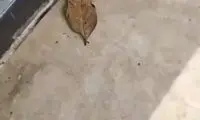  استتار باورنکردنی پروانه زیبا به شکل برگ!