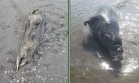 کشف لاشه دو قلاده فوک در سواحل مازندران