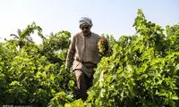 برداشت انگور از تاکستان غزاویه کارون