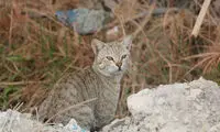 ثبت تصویر یک گربه وحشی در شهرستان سرباز