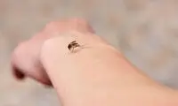 بیماری‌های ناشی از نیش پشه