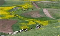 عکس؛ طبیعت دامنه های سبلان