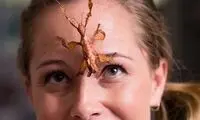 عنکبوت های سمی به عنوان حیوان خانگی!