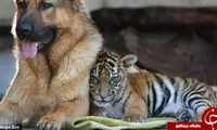 دوستی جالب ببر و سگ +عکس