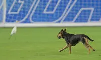 پرسپولیسی‌ها شگفت‌زده از حضور حیوانات در زمین!