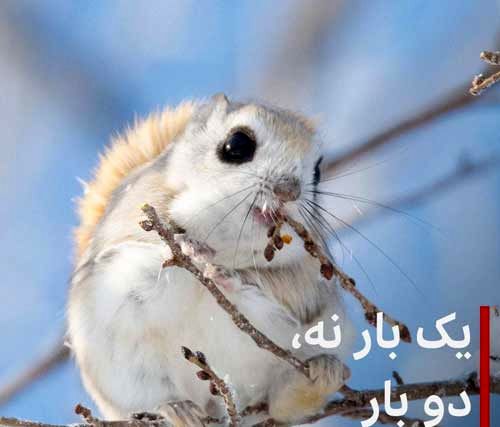 تصویری بامزه از سنجاب پرنده کوتوله ژاپنی