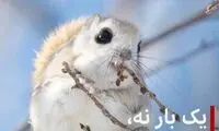 تصویری بامزه از سنجاب پرنده کوتوله ژاپنی