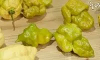 تندترین فلفل جهان
