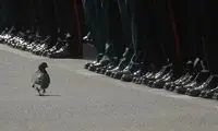 نامه کبوتری پس از ۱۱۰سال خوانده شد