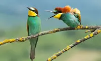 بامزه‌ترین عکس‌های مسابقه عکاسی کمدی حیات وحش