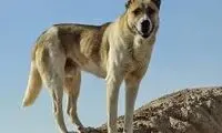 اقدام جالب شهرداری اردبیل برای حمایت از حیوانات