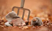 عکس: پاییز برای همه