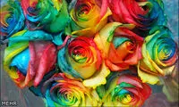 رزهای رنگین‌کمانی اختراع زوج ایرانی +عکس