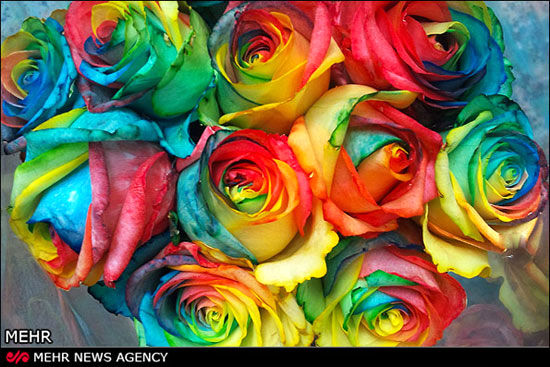 رزهای رنگین‌کمانی اختراع زوج ایرانی +عکس