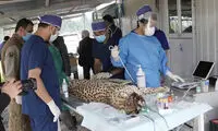 بازگشت دلبر و کوشکی به توران تحت تدابیر ویژه!