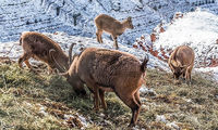 تفرجگاه کوهستانی عینالی تبریز