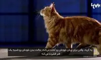 فیلم: گربه ها چگونه بر جاذبه زمین غلبه میکنند؟
