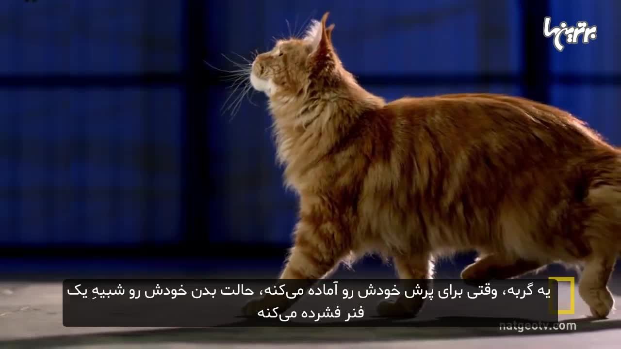 فیلم: گربه ها چگونه بر جاذبه زمین غلبه میکنند؟