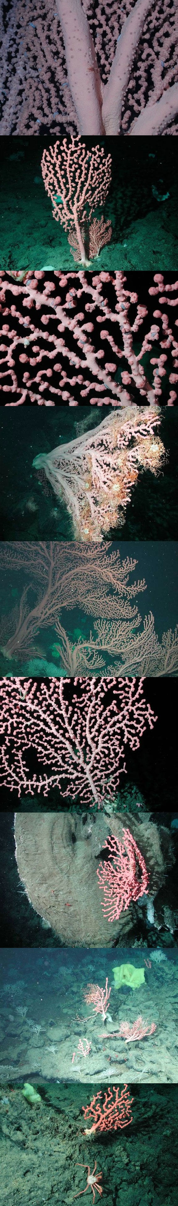 تصاویری از یک مرجان دریایی منحصربفرد