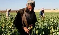 معمای فرمان منع کشت خشخاش در افغانستان
