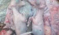 شکار بی‌رحمانه میش آبستن در خراسان جنوبی