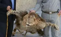 کشف یک شیر سلاخی شده در مشهد