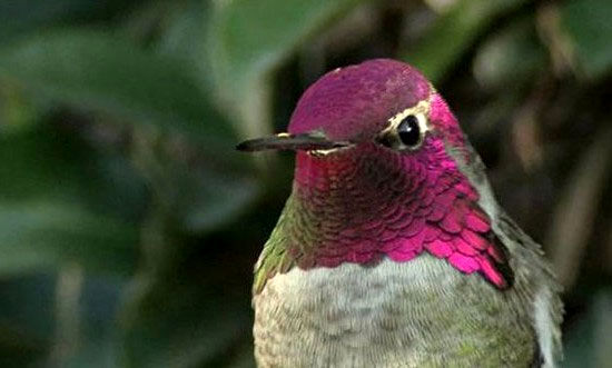 فیلم: تغییر رنگ عجیب پرهای این پرنده