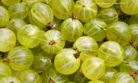 انگور فرنگی، میوه ای شگفت انگیز +عکس