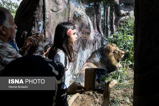 ورود شیر آسیایی به باغ وحش ارم