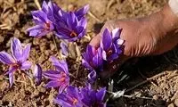 کشف شبکه قاچاق زعفران از ایران به اسپانیا