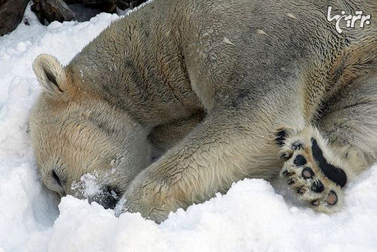 خرس های قطبی سن دیه گو برای اولین بار در عمرشان برف دیدند!