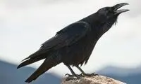 کلاغ سیاه، پرنده محبوب سیا