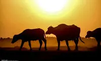 محله گاومیش آباد اهواز