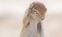 عکس: سنجاب آزاری یک مگس!