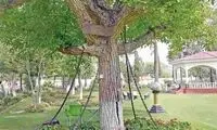 درختی که بازداشت شد!