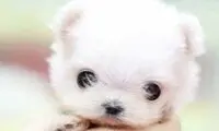 بچه های حیوانات واقعا بامزه اند! /عکس