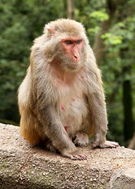 میمون پرخاشگر در ایران؛ «رزوس» مرگ آفرین است