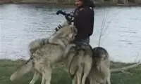 هم آغوشی با گرگ ها +عکس