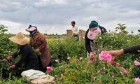 برداشت گل محمدی در روستای فرخد مشهد