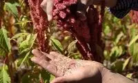 گیاهان نجات دهنده جهان