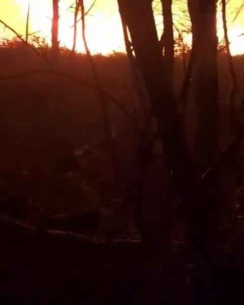 آتش شده سهم جنگل‌های سبزمان