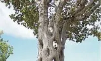 عجیب ترین درختهای دنیا را ببینید