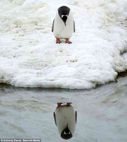 تصاویری جالب از یک پنگوئن خودشیفته!