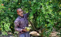 عکس: برداشت انار از باغات داراب