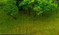 عکس؛ آرامش تهران در آغوش باران تير ماه
