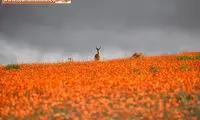 دنیای رنگی رنگی؛ چشم نوازترین مناطق جهان