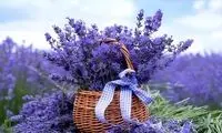 فواید فراوان اسطوخودوس برای خلق‌و‌خو، خواب، مو و پوست