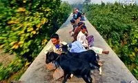 کارگران بنگلادشی چگونه سرکار می روند؟