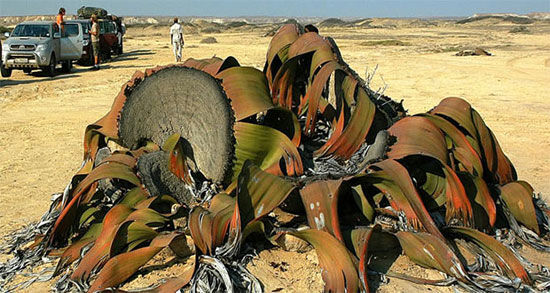 ویلوچیا میرابیلیس؛ عجیب‌ترین و زشت‌ترین گیاه دنیا